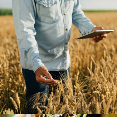 man in wheat field with tablet